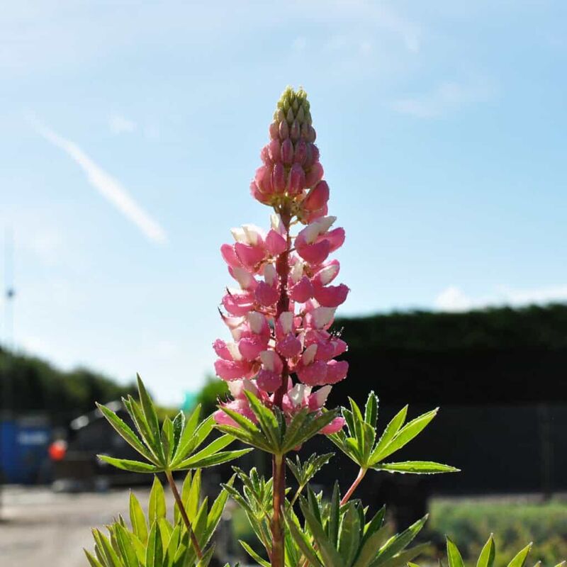 Lupinus 'Gallery Pink' ---